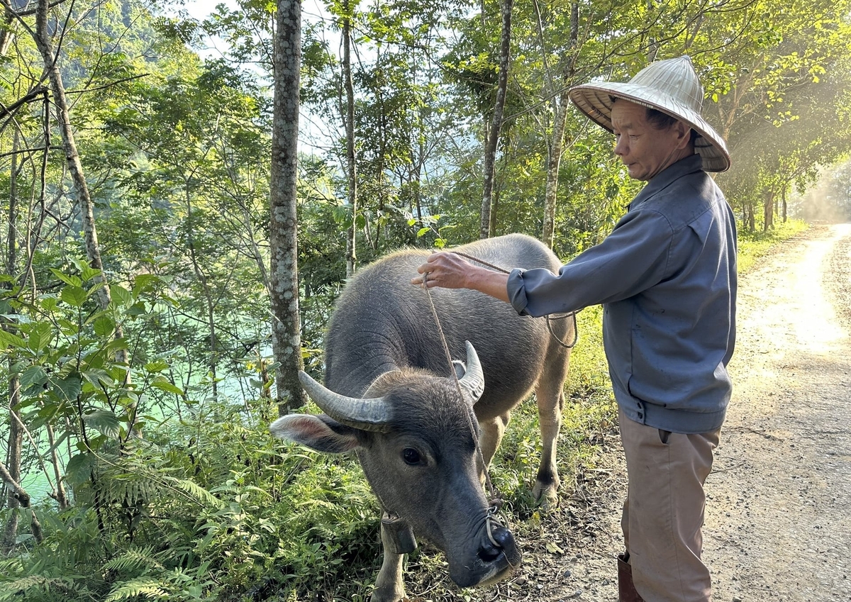 Dự án nuôi trâu, giúp người dân có thêm sinh kế, trong hành trình giảm nghèo. Ảnh: Trung Dũng.