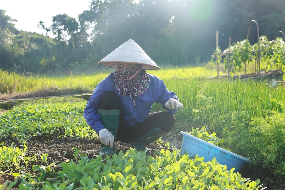 Người dân canh tác theo hướng hữu cơ, chủ yếu sử dụng phân chuồng ủ hoai. Ảnh: Thanh Ngà.