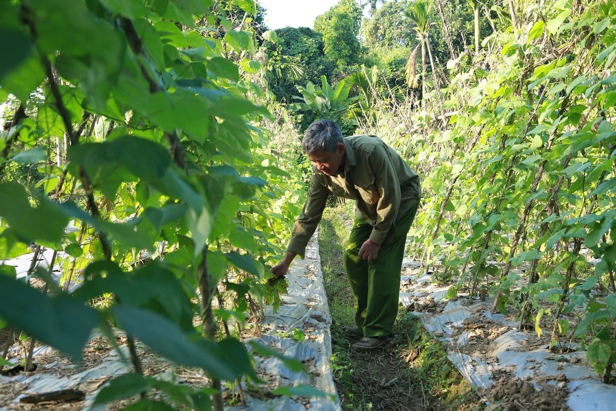 Nông dân ở Hợp tác xã Rau an toàn Âu Lâu ưu tiên sử dụng phân chuồng ủ hoai nhằm cải thiện độ phì của đất, giúp cây trồng phát triển khỏe, bền vững. Ảnh: Thanh Ngà.
