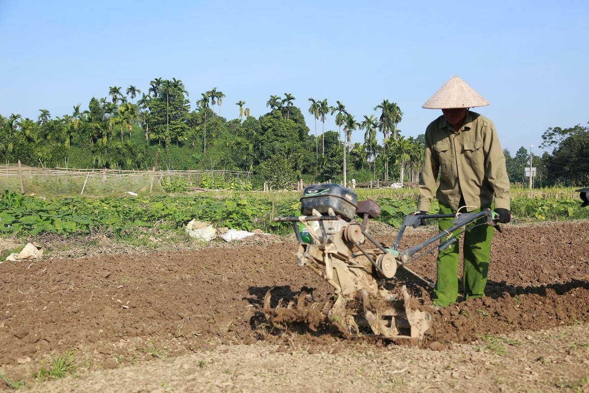 Tổ dân phố Cống Đá có khoảng 1,7ha trồng rau an toàn, chủ yếu do các thành viên của Hợp tác xã Rau an toàn Âu Lâu đảm nhiệm. Ảnh: Thanh Ngà.