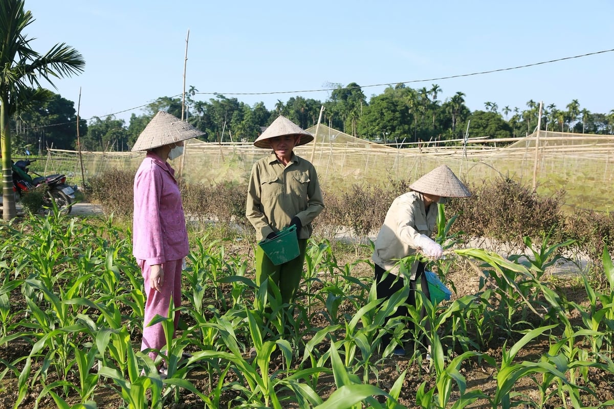Trong quá trình sản xuất, các thành viên trong Hợp tác xã Rau an toàn Âu Lâu thường xuyên trao đổi kỹ thuật. Ảnh: Thanh Ngà.