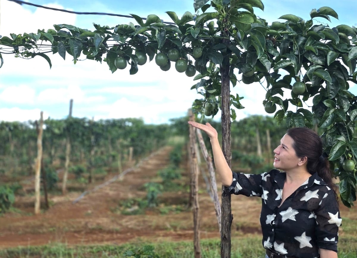 Để phát triển ngành hàng chanh leo bên vững cần phối hợp 3 bên: Nhà nước, doanh nghiệp và nông dân. Ảnh: Tuấn Anh.