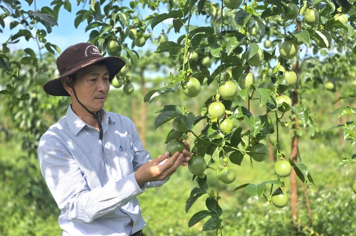 Cây chanh leo được trồng thử nghiệm ở Gia Lai từ năm 2012. Ảnh: Tuấn Anh.