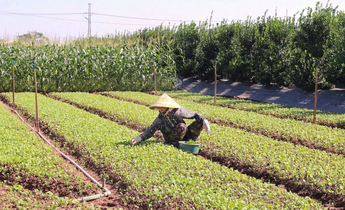 Bão số 10 và 11 đã khiến khoảng 40 ha vùng trũng của HTX chưa thể khôi phục sản xuất ngay sau khi nước rút. Ảnh: Minh Hà.