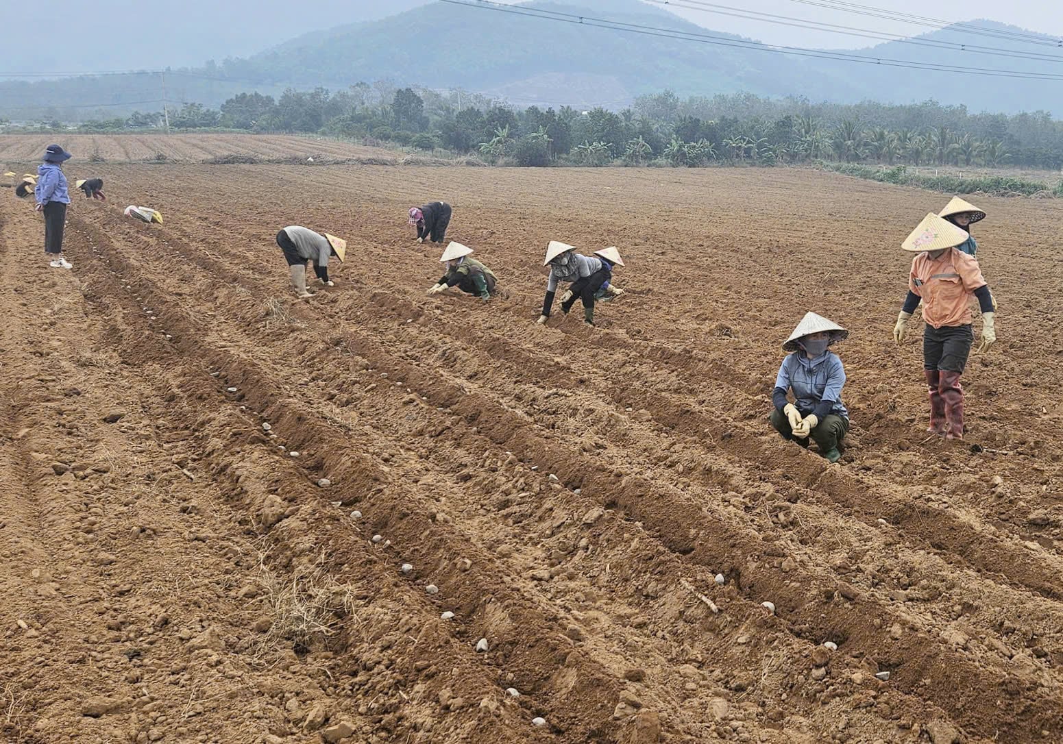 Mô hình trồng khoai tây trên vùng đất cát pha tại Quảng Trị đang được triển khai. Ảnh: Tâm Phùng.