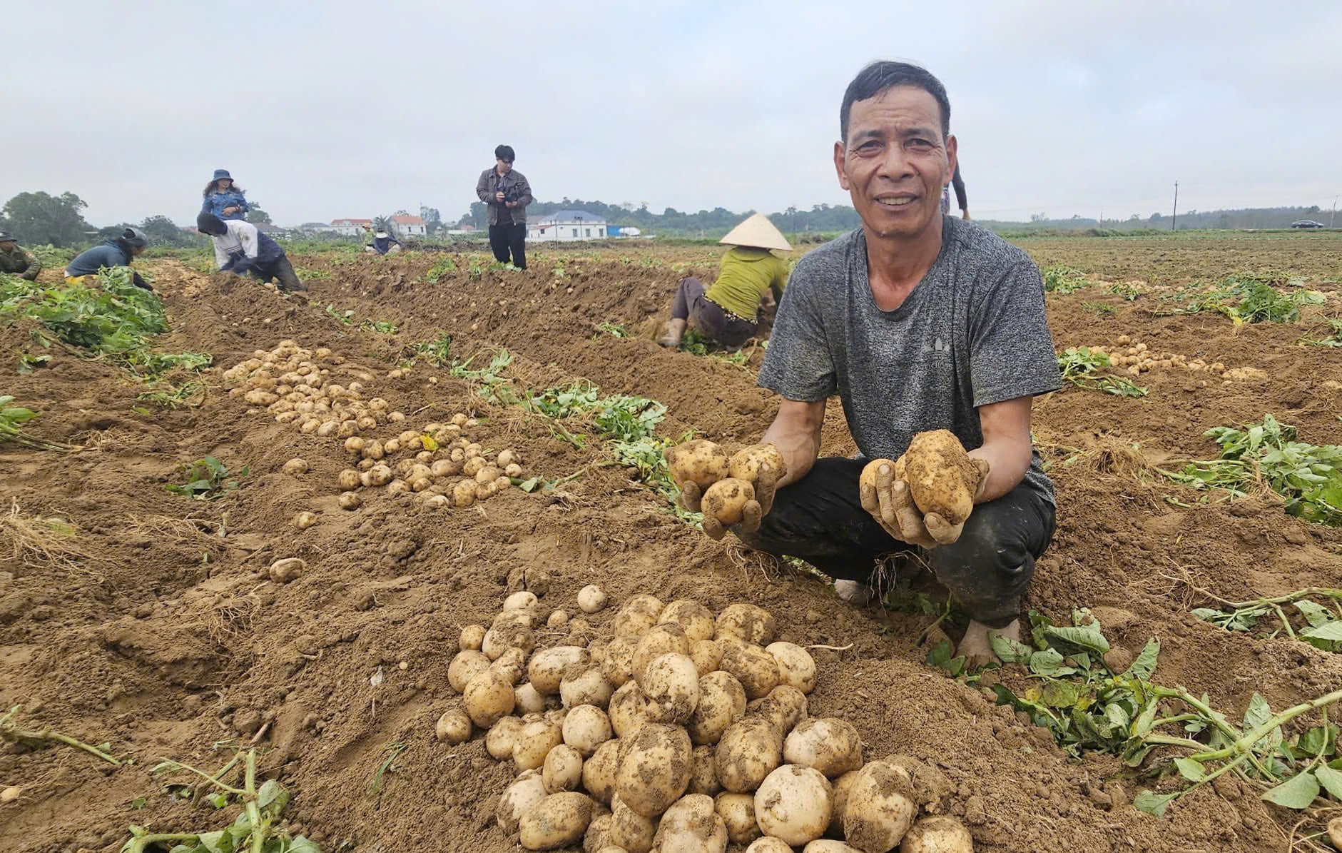 Năng suất mô hình sản xuất khoai tây trên vùng đất cát ở Quảng Trị năm ngoái cho năng suất hơn 21 tấn/ha. Ảnh: Tâm Phùng.