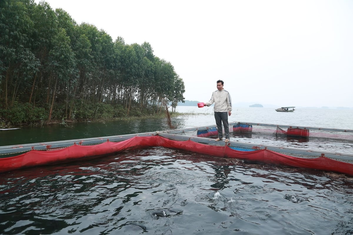 Nhiều hộ dân sống ở khu vực ven hồ Thác Bà đã biết tận dụng lợi thế phát triển mô hình nuôi cá lồng mang lại thu nhập cao. Ảnh: Thanh Ngà.