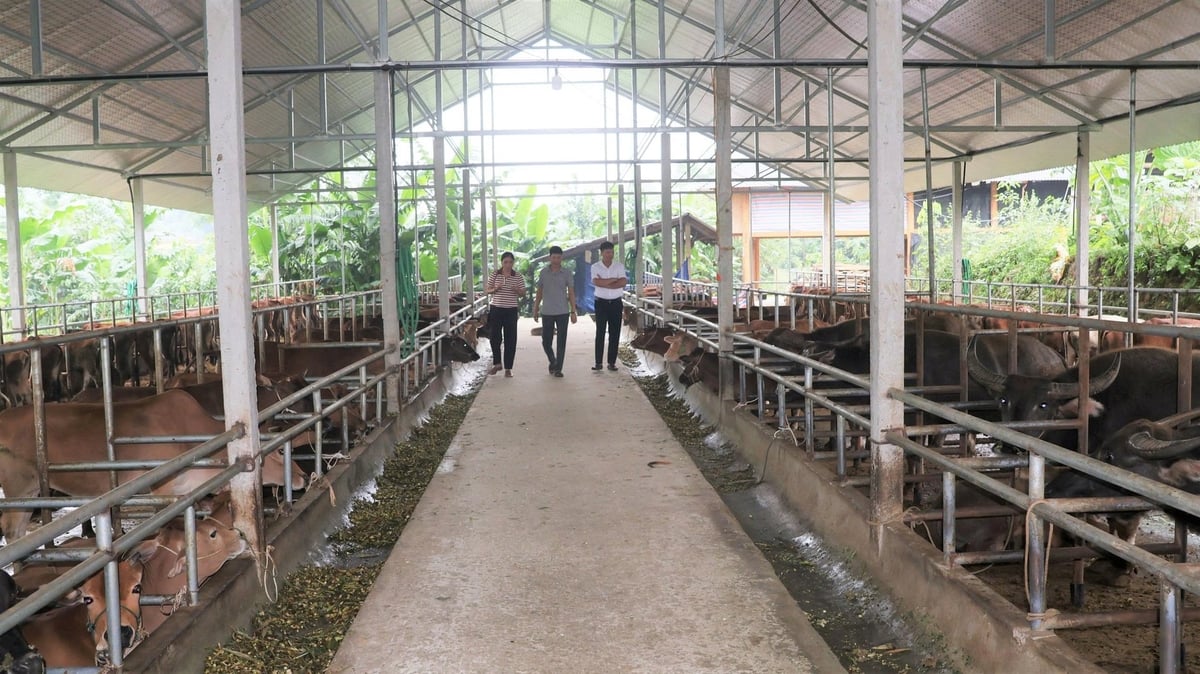 Anh Triệu Quốc Toàn đang tiếp tục mở rộng quy mô, tích cực học hỏi kỹ thuật mới, hướng đến xây dựng thương hiệu sản phẩm chăn nuôi chất lượng cao tại địa phương. Ảnh: Thanh Ngà.