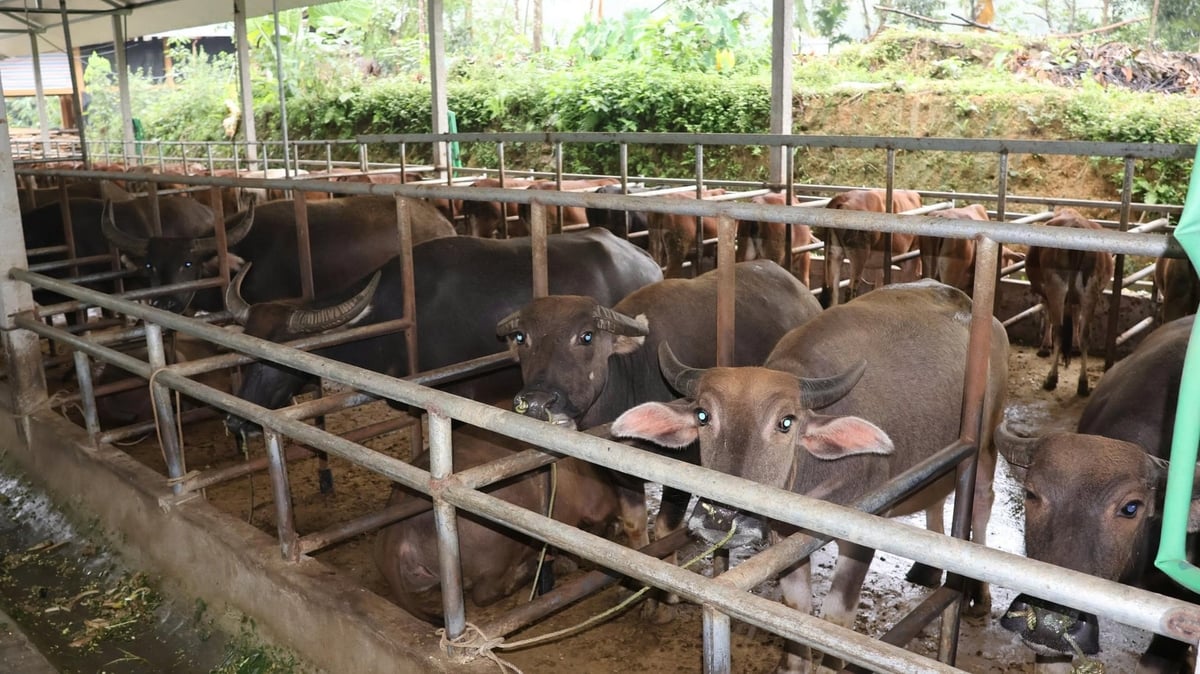 Bắt đầu với vài chục con, đến nay đàn trâu, bò của anh đã tăng lên 260 con. Ảnh: Thanh Ngà.