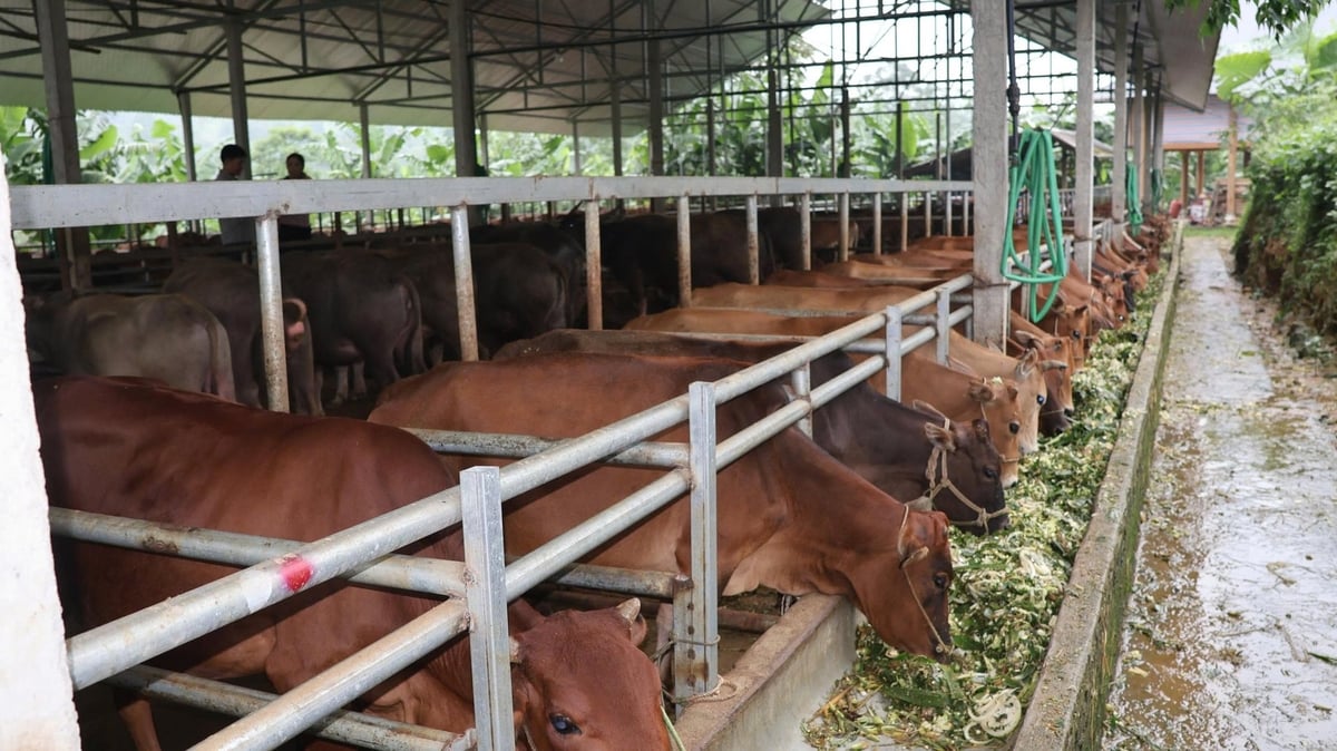 Mô hình nuôi trâu, bò bán công nghiệp vừa làm giàu cho gia đình, vừa tạo việc làm tại địa phương. Ảnh: Thanh Ngà.