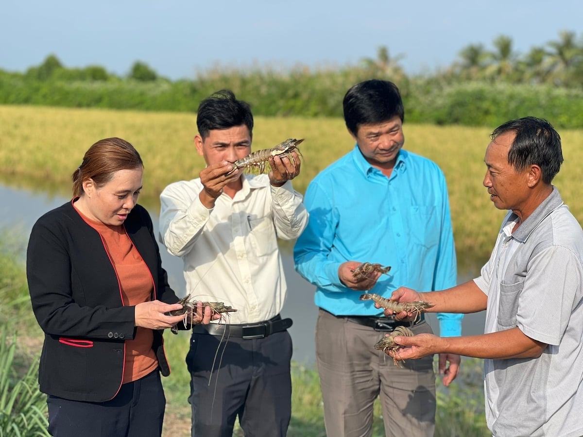 Mô hình lúa - tôm tại Cà Mau. Ảnh: Trọng Linh.