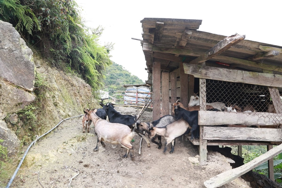 Anh Giàng A Chung, thôn Tà Chử, xã Phình Hồ, tỉnh Lào Cai là một trong những hộ gia đình người Mông vùng cao tiêu biểu trong việc phát triển kinh tế nhờ chăn nuôi dê. Ảnh: Thanh Ngà.