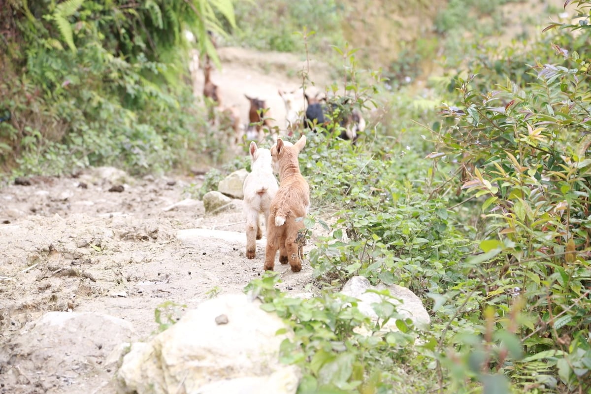 Dê có khả năng leo dốc và di chuyển linh hoạt và tự tìm kiếm thức ăn ở những khu vực núi cao hiểm trở mà trâu, bò khó tiếp cận. Ảnh: Thanh Ngà.