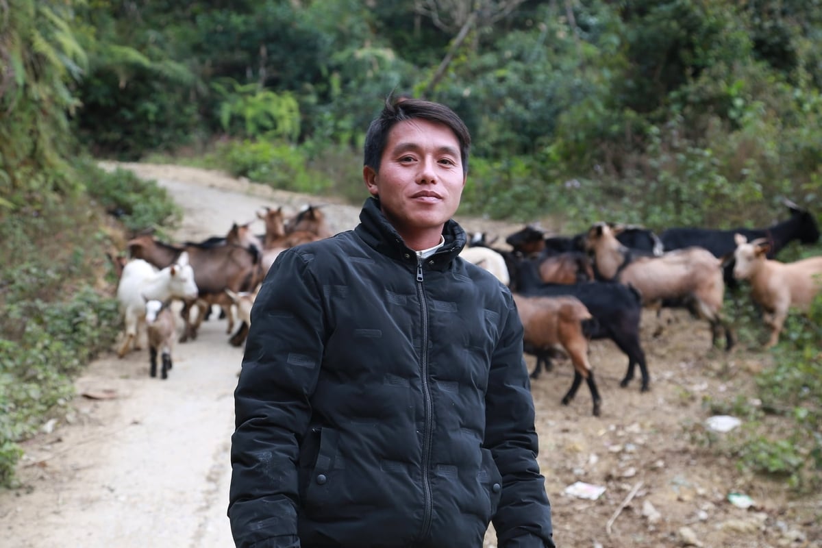 Anh Giàng A Chung duy trì đàn dê từ 35 đến 40 con mỗi năm mang lại thu nhập ổn định vươn lên trở thành hộ khá trong thôn. Ảnh: Thanh Ngà.