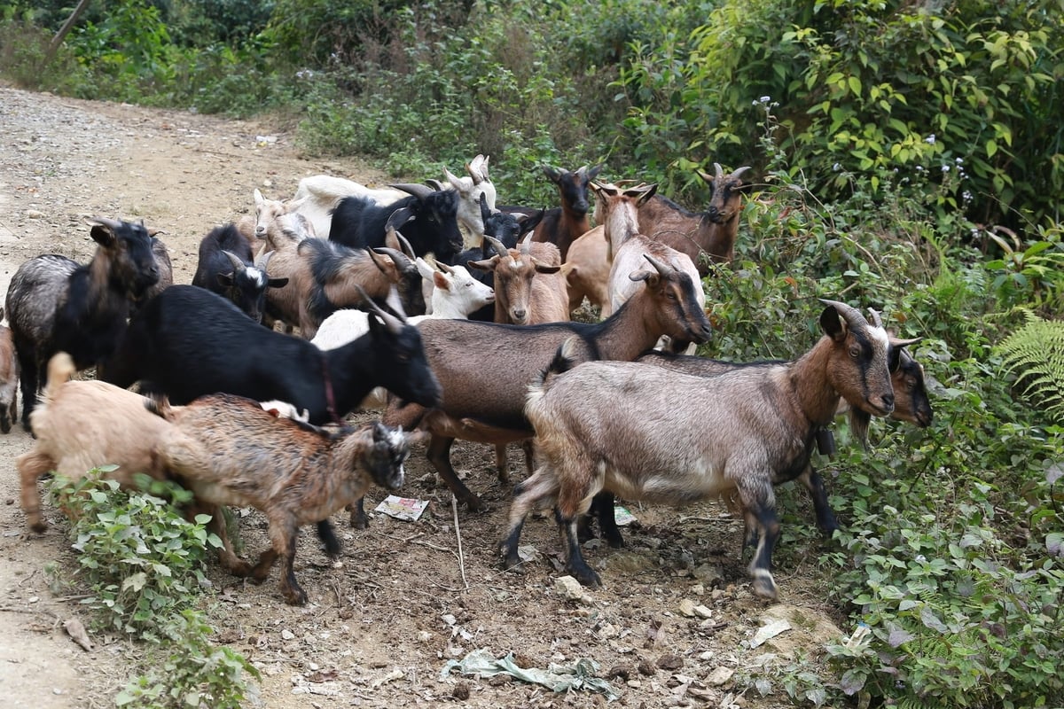 Mô hình nuôi dê của anh Giàng A Chung không chỉ phù hợp với điều kiện tự nhiên khắc nghiệt mà còn mang lại hiệu quả rõ rệt, bền vững ở vùng cao Phình Hồ. Ảnh: Thanh Ngà.