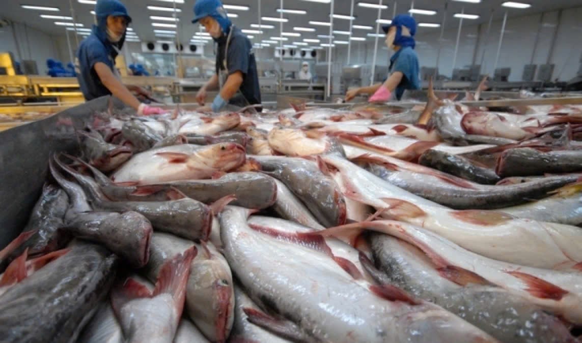 Các mặt hàng nuôi trồng như tôm, cá tra cần chủ động xin cấp COA để tránh việc bị hệ thống tự động của Hải quan Mỹ 'gắn cờ' kiểm soát. Ảnh: TH.