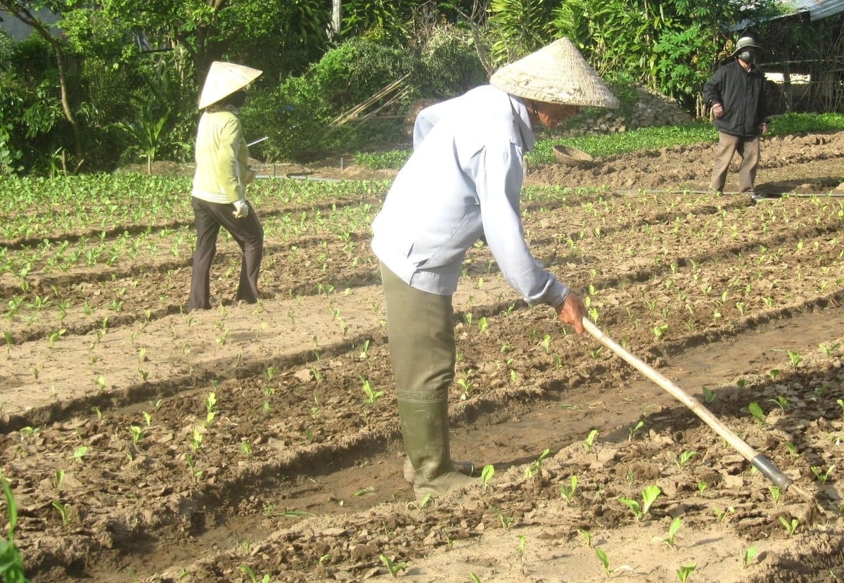 Nông dân làng rau Thuân Nghĩa nô nức chăm sóc vụ rau đón Tết Nguyên đán Bính Ngọ 2026. Ảnh:  V.Đ.T.
