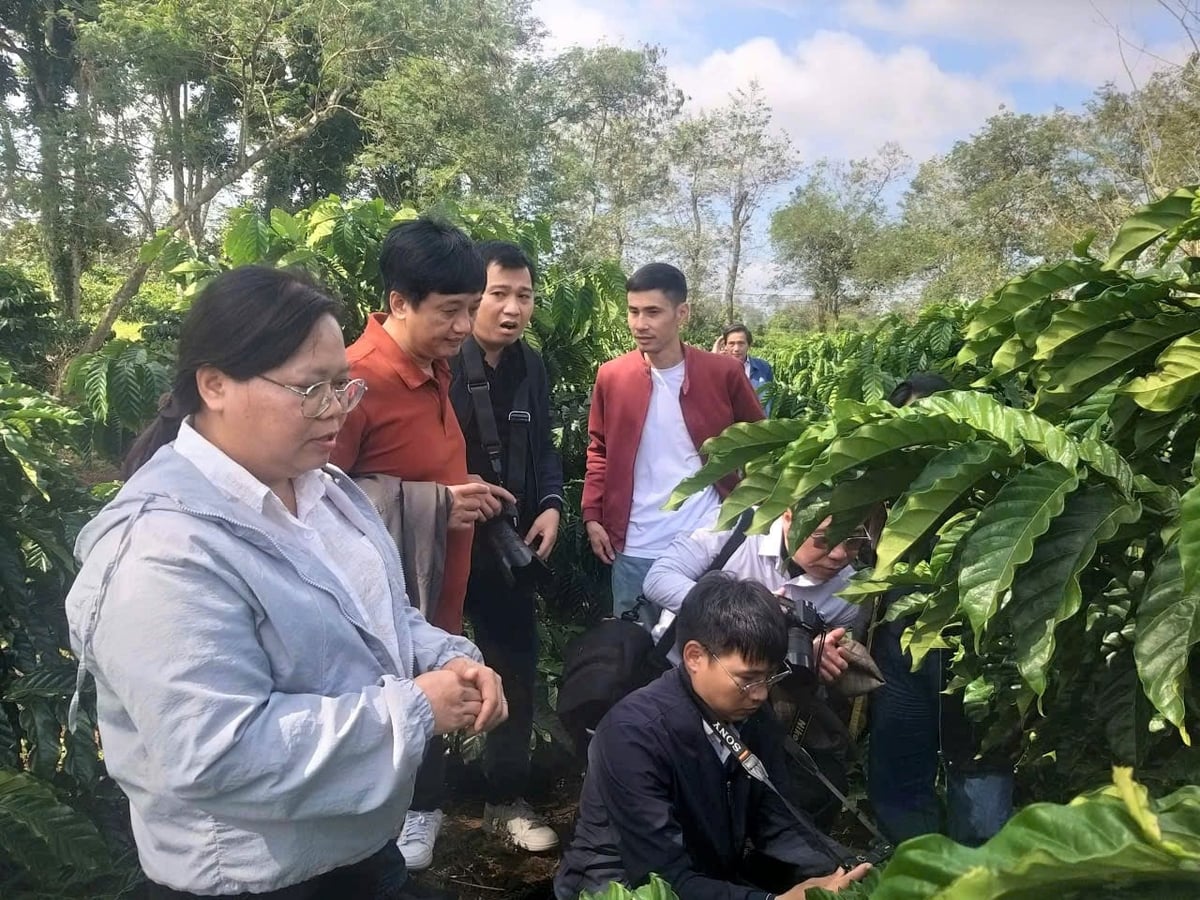 Đại diện WASI, Trưởng bộ môn Cây công nghiệp - Th.S Đinh Thị Tiếu Oanh trao đổi về giống cà phê mới với đoàn công tác. Ảnh: Trần Thọ.