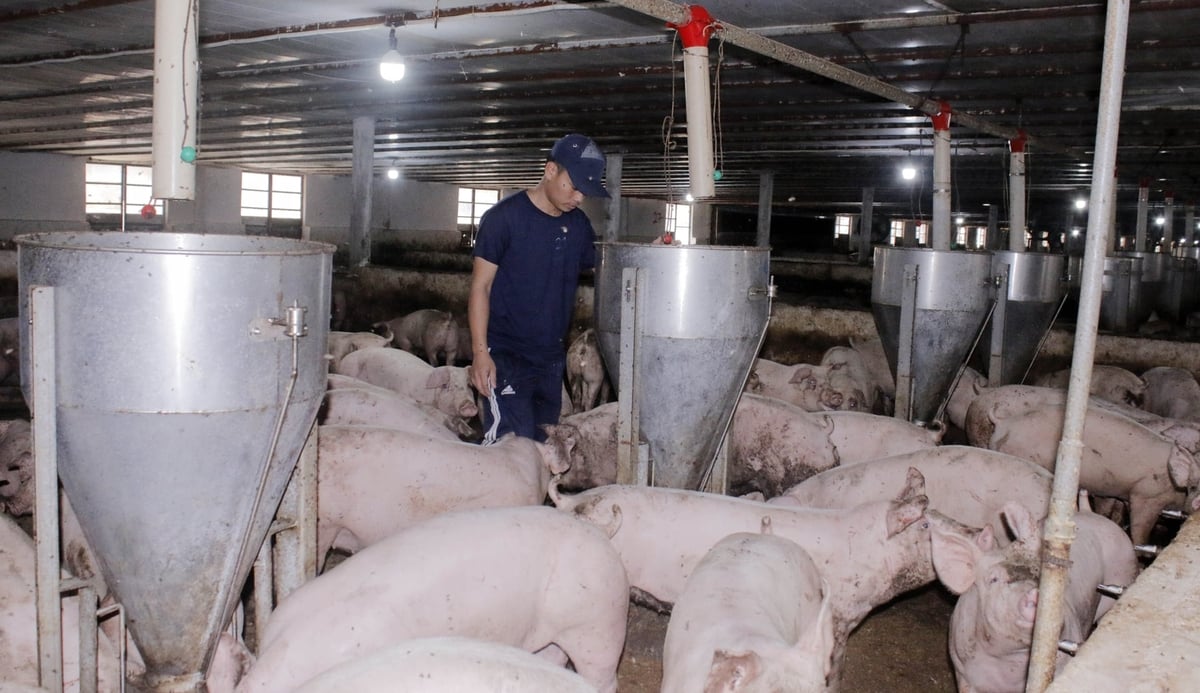 Giá heo hơi tăng mạnh trong giai đoạn cận Tết Nguyên đán khiến người chăn nuôi phấn khởi, đảm bảo có lãi. Ảnh: Vân Anh.