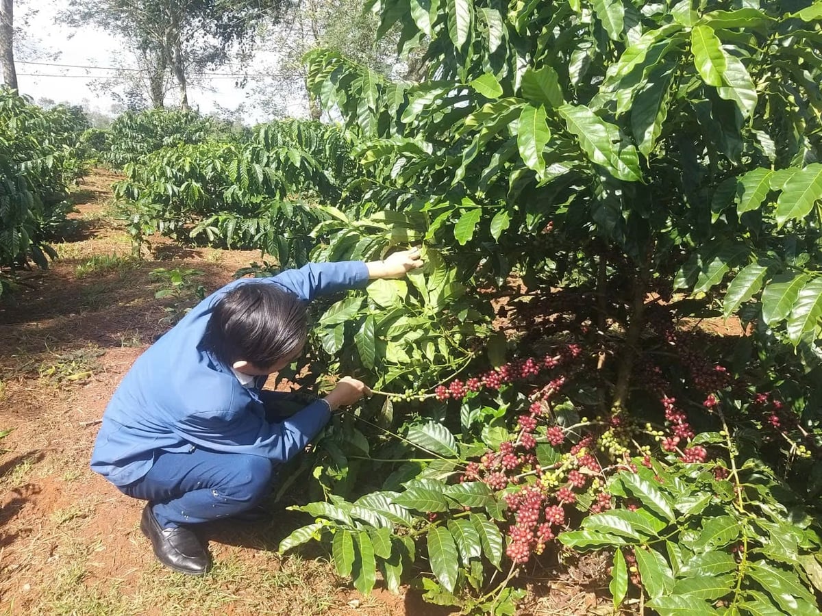 Phó Tổng biên tập Báo Nông nghiệp và Môi trường Vũ Minh Việt tham quan thực tế các giống cà phê do WASI nghiên cứu và phát triển . Ảnh: Trần Thọ.