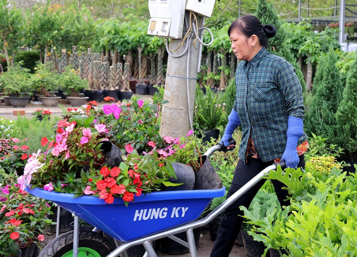 Hoa kiểng thành phẩm được vận chuyển, sắp xếp lại trong vườn để chuẩn bị xuất bán, tạo nên không khí lao động rộn ràng tại 'thủ phủ hoa kiểng' miền Tây những ngày giáp Tết. Ảnh: Lê Hoàng Vũ.