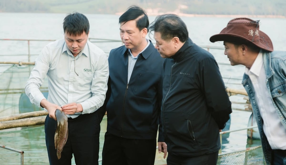 Mô hình nuôi cá trê Hà Xá tại Hòn Mát mang lại nhiều tín hiệu khả quan. Ảnh: Ngọc Linh.