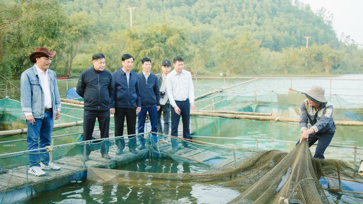Nuôi cá trê Hà Xá là hướng đi rất hứa hẹn tại Nghệ An. Ảnh: Ngọc Linh.