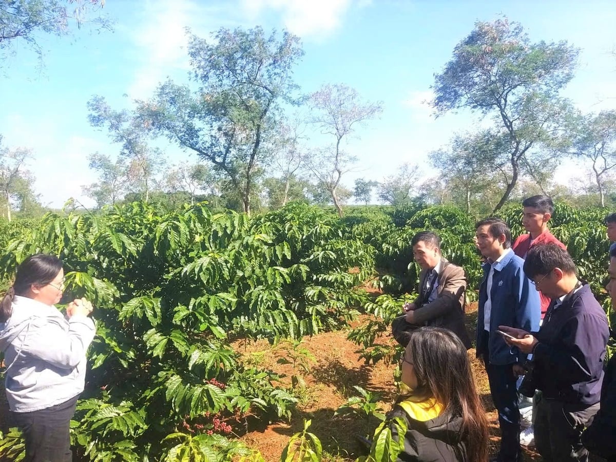 Đoàn công tác của Báo Nông nghiệp và Môi trường do Phó Tổng Biên tập Vũ Minh Việt dẫn đầu trải nghiệm thực tế tại Viện Khoa học kỹ thuật Nông lâm nghiệp Tây Nguyên. Ảnh: Trần Thọ.