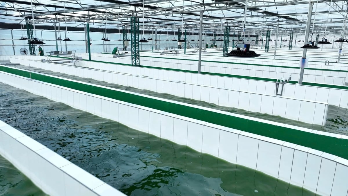 Hệ thống bể nuôi tảo xoắn ứng dụng công nghệ vi sinh tại cơ sở sản xuất ở Bảo Lộc. Ảnh: Nhật Tiến.