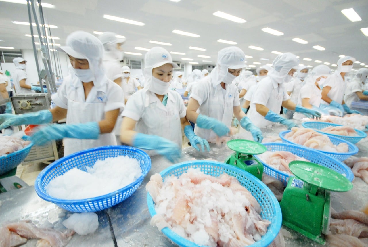 Sự phổ biến của cá tra và sự nỗ lực của cộng đồng doanh nghiệp Việt Nam đưa cá tra đi khắp năm châu, giúp cho ngành hàng này mang về nguồn ngoại tệ lớn mỗi năm. Ảnh: Hồng Thắm.