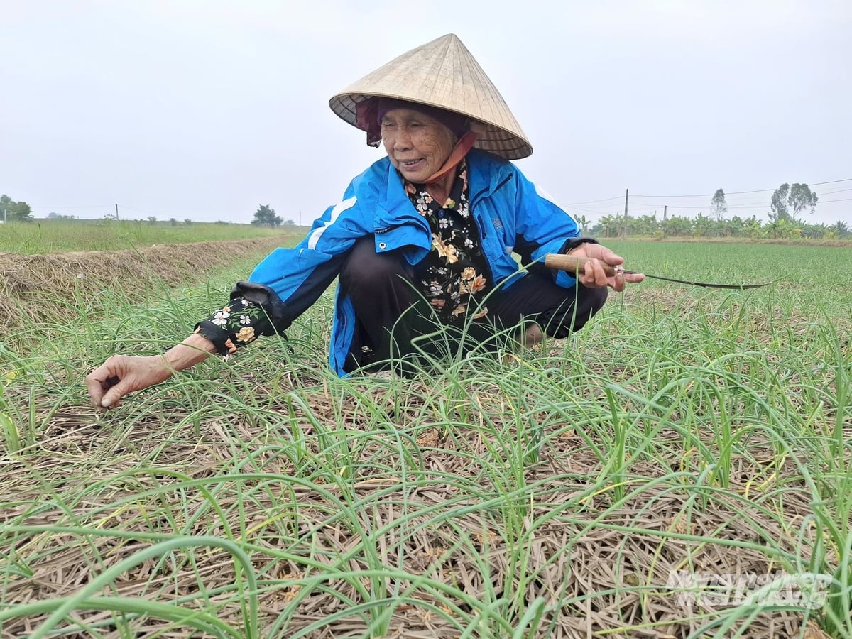 Theo bà Vũ Thị Ngượi, xã Trường Văn, trồng hành tăm cho thu nhập cao hơn nhiều lần trồng lúa trên cùng đơn vị diện tích. Ảnh: Trung Quân.