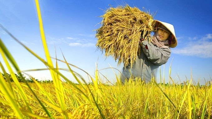 Cập nhật giá lúa gạo hôm nay 11/1/2026 mới nhất