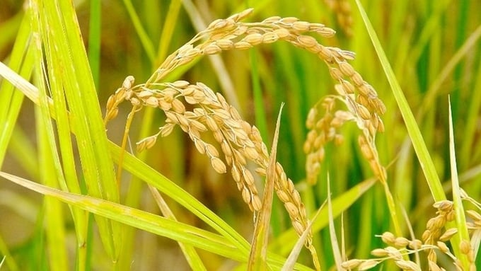Cập nhật giá lúa gạo hôm nay 6/1/2026 mới nhất