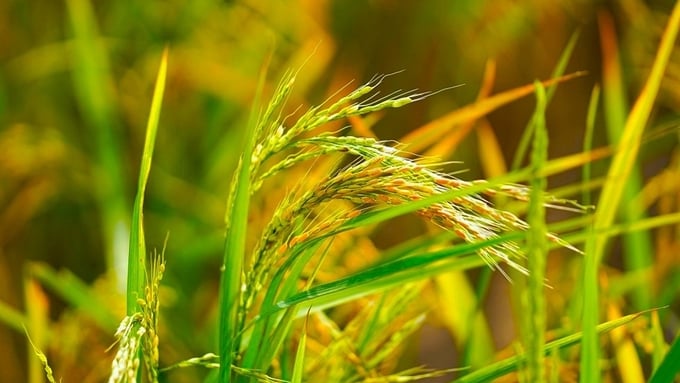 Cập nhật giá lúa gạo hôm nay 15/1/2026 mới nhất