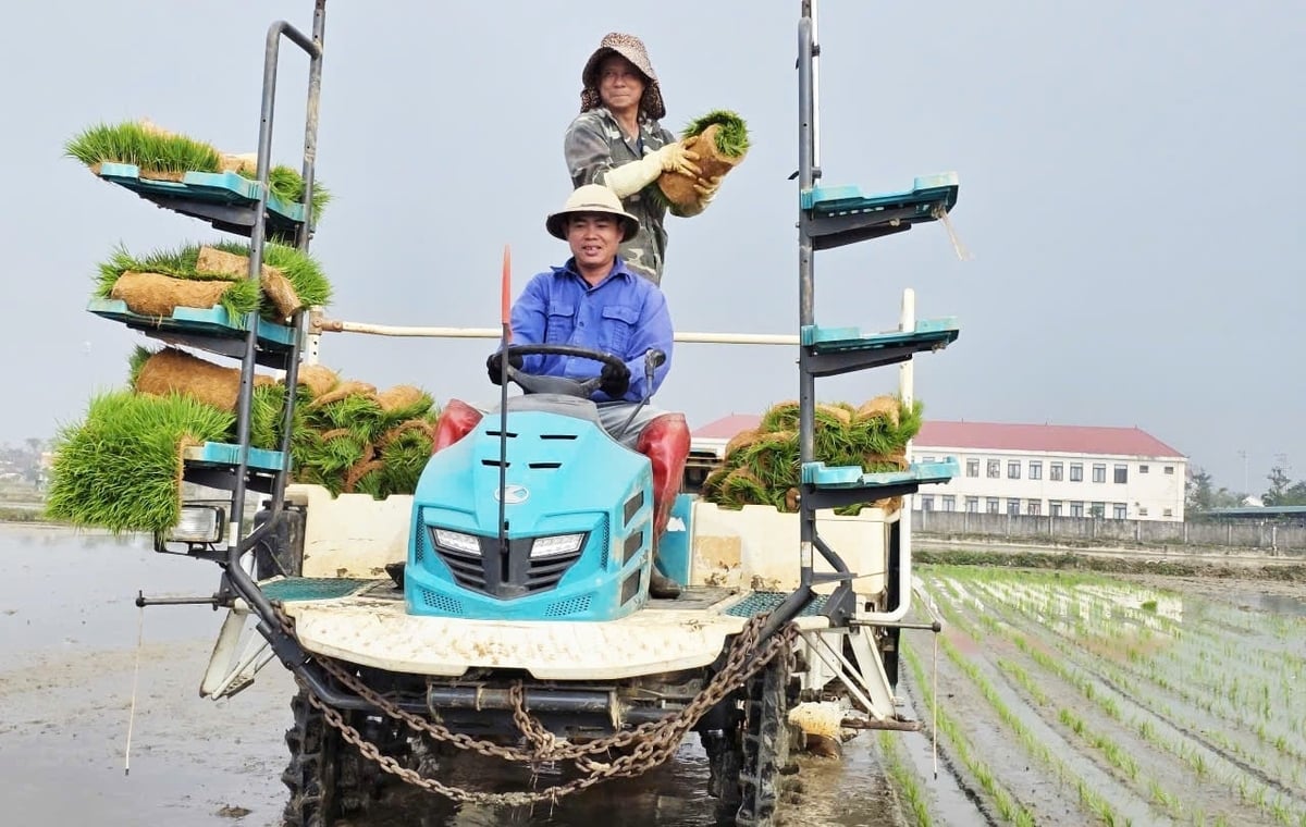 Mô hình mạ khay, máy cấy tại xã Cẩm Hưng được triển khai trên diện tích 5ha. Ảnh: Thanh Nga. Mô hình mạ khay, máy cấy tại xã Cẩm Hưng được triển khai trên diện tích 5ha. Ảnh: Thanh Nga.