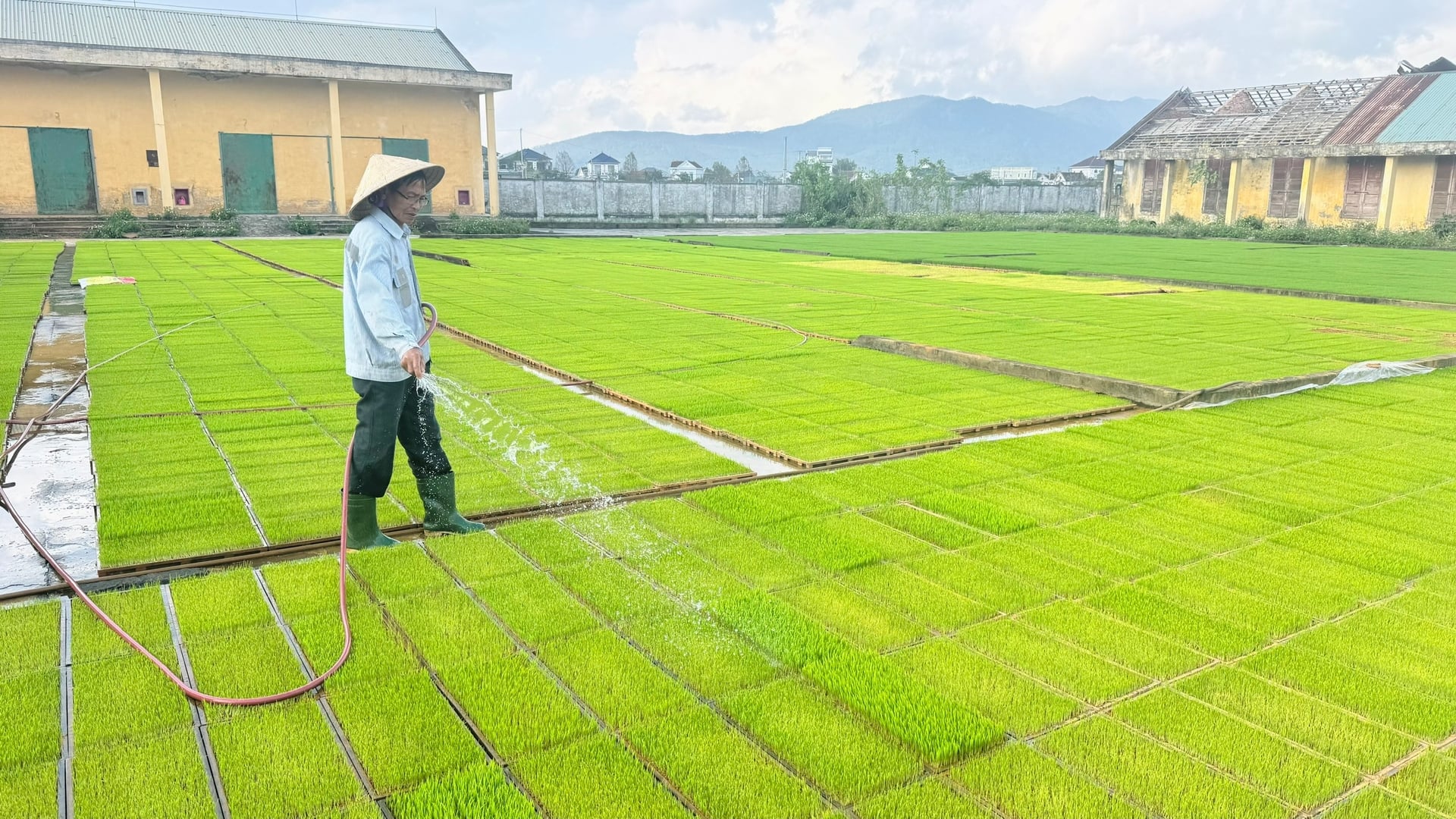 HTX Vật tư nông nghiệp Trung Hòa (xã Can Lộc) kiểm soát chặt chẽ chất lượng mạ khay phục vụ các mô hình lúa giảm phát thải vụ xuân 2026. Ảnh: Ánh Nguyệt.