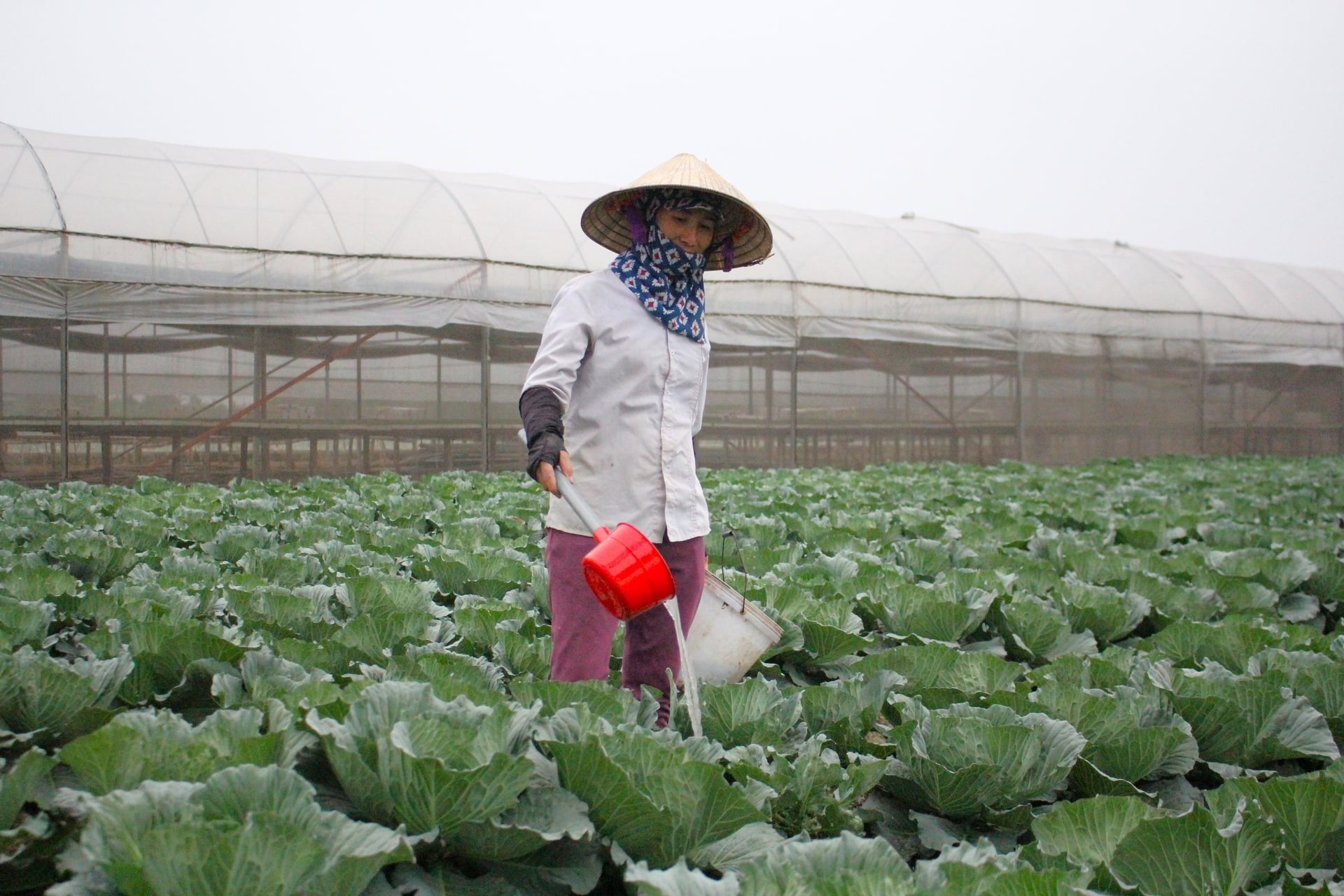 Các địa phương cần chỉ đạo nông dân thâm canh tăng vụ, rải vụ bằng cách trồng các loại rau vụ đông ưa lạnh, ngắn ngày, cung cấp đủ rau xanh dịp trước, trong và sau Tết Nguyên đán. Ảnh: Trung Quân.