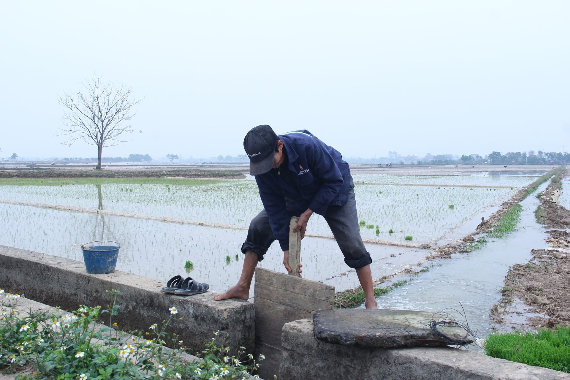 Cục Trồng trọt và Bảo vệ thực vật đề nghị các địa phương phía Bắc chủ động phòng chống rét cho mạ, lúa mới cấy. Ảnh: Trung Quân.