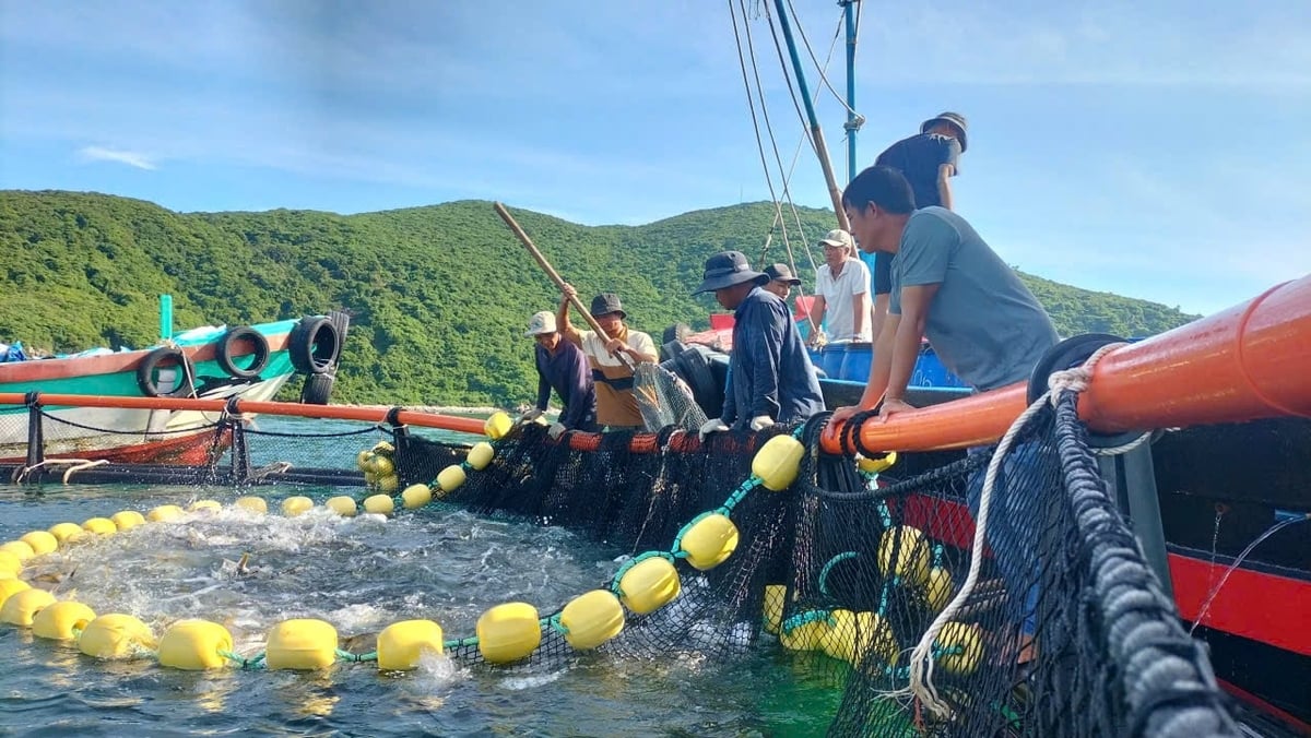 Ngư dân tham gia đề án thí điểm nuôi biển công nghệ cao tại khu vực Đầm Bấy, phường Nha Trang thu hoạch cá có lợi nhuận cao. Ảnh: KS. Ngư dân tham gia đề án thí điểm nuôi biển công nghệ cao tại khu vực Đầm Bấy, phường Nha Trang thu hoạch cá có lợi nhuận cao. Ảnh: KS.