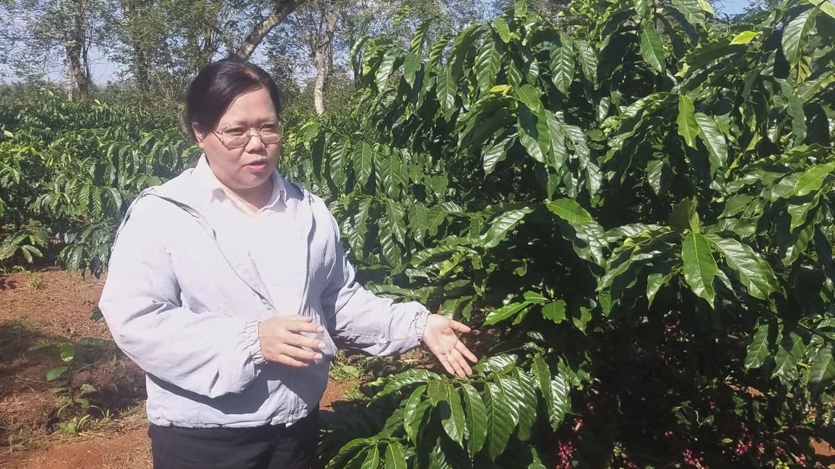 Không chỉ tập trung vào giống cà phê vối, WASI còn đạt nhiều thành tựu trong chọn tạo giống cà phê chè. Ảnh: Trần Thọ.