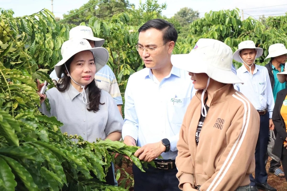Mô hình quản lý sức khỏe cây trồng tổng hợp trên cây cà phê vối do Trung tâm Khuyến nông Đắk Lắk triển khai năm 2025. Ảnh: Trần Thọ.
