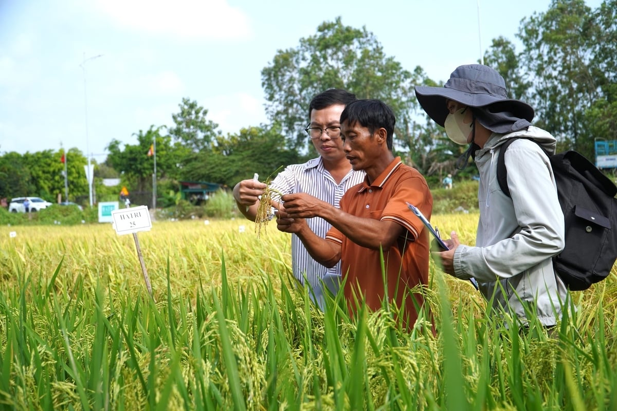 Việc sớm kiện toàn tổ khuyến nông cộng đồng tại các xã, phường sẽ đảm bảo hoạt động khuyến nông ở cơ sở được duy trì liên tục, không bị gián đoạn. Ảnh: Kim Anh.