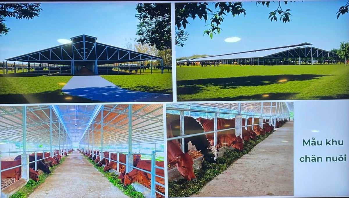 Mẫu khu chăn nuôi của dự án. Ảnh: Nguyễn Nga.