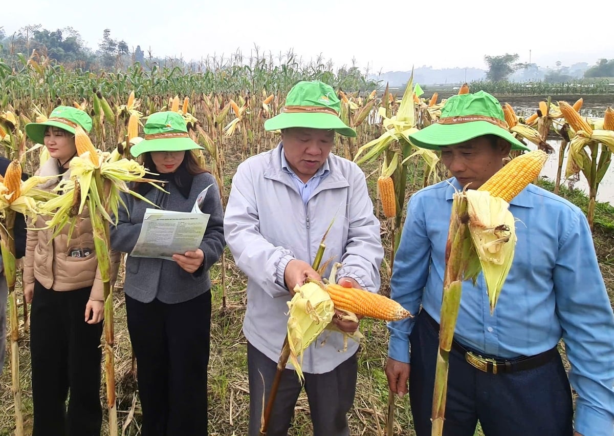 Với khả năng sinh trưởng nhanh, kháng bệnh tốt, giống ngô TBM189 đã bước đầu tạo được niềm tin với nông dân Tuyên Quang. Ảnh: Đào Thanh.