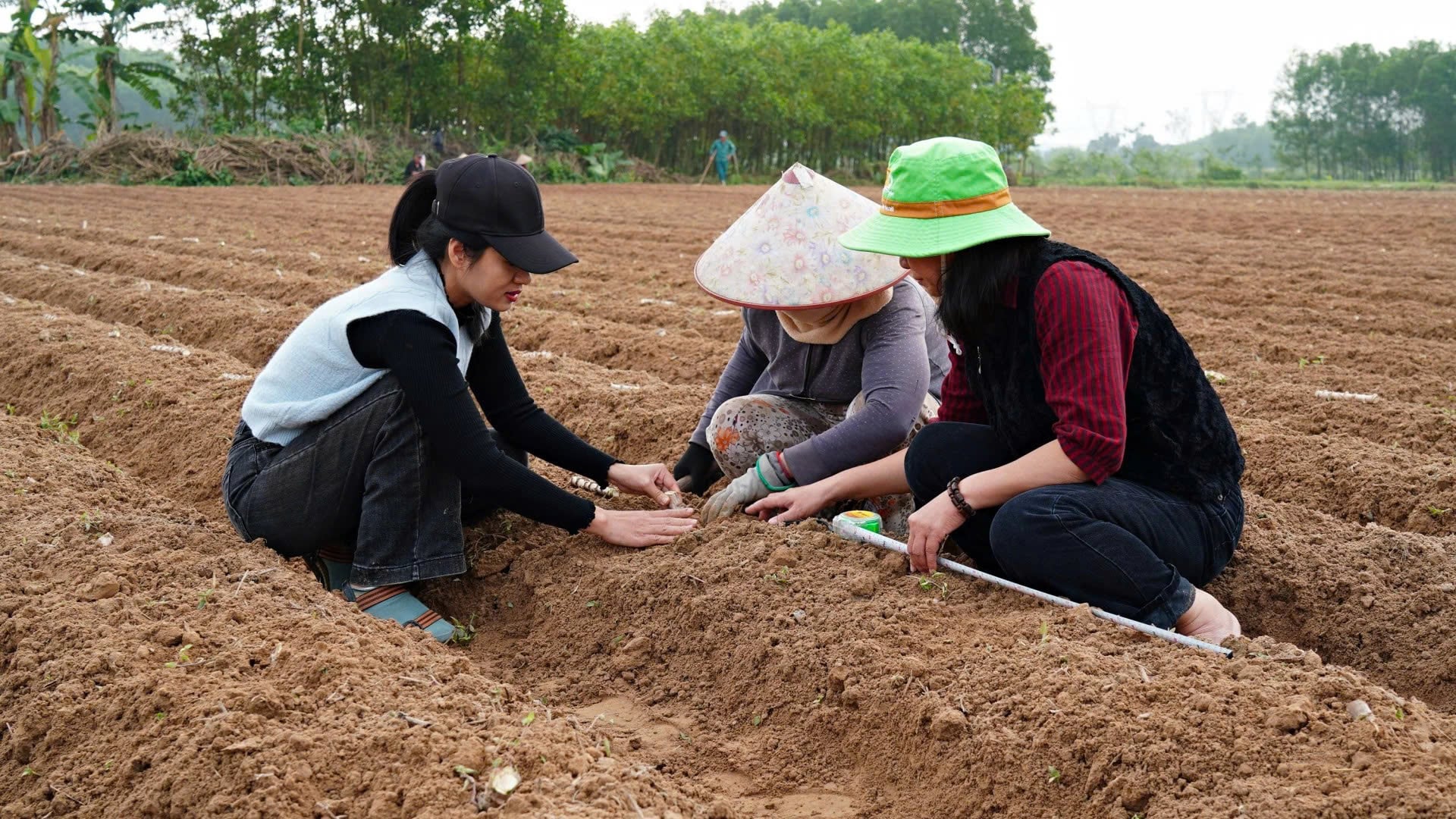Cán bộ Trung tâm Khuyến nông Quảng Trị hướng dẫn bà con kỹ thuật trồng giống sắn HN1. Ảnh: L.A.