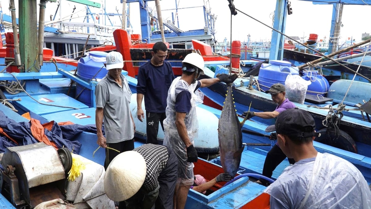 Chuyến biển cận Tết Bính Ngọ 2026 tàu đánh bắt cá ngừ đại dương của ngư dân Gia Lai trúng đậm sản lượng, bình quân mỗi tàu đánh bắt được 2 tấn cá. Ảnh: V.Đ.T.