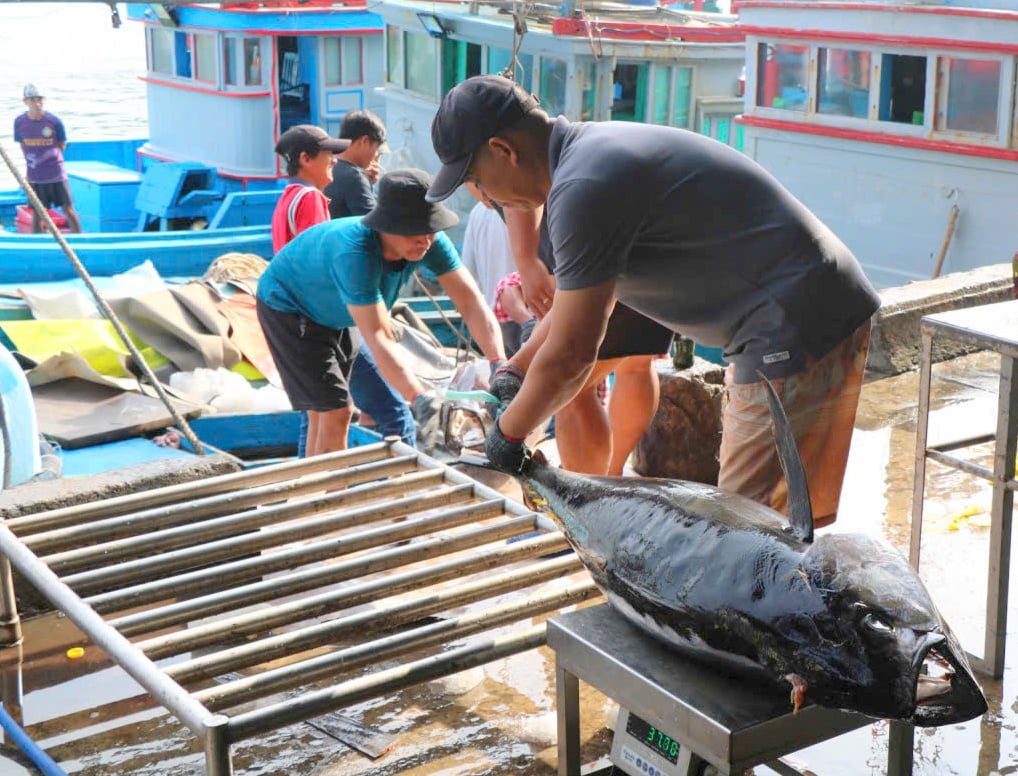 Hiện giá cá ngừ đại dương thu mua nhích hơn các chuyến biển trước. Ảnh: KS.