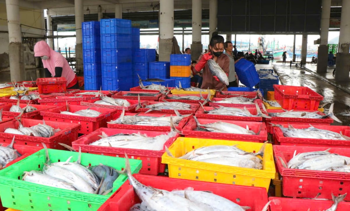 Ngư dân Khánh Hòa mong muốn sớm gỡ thẻ vàng IUU. Ảnh: KS.