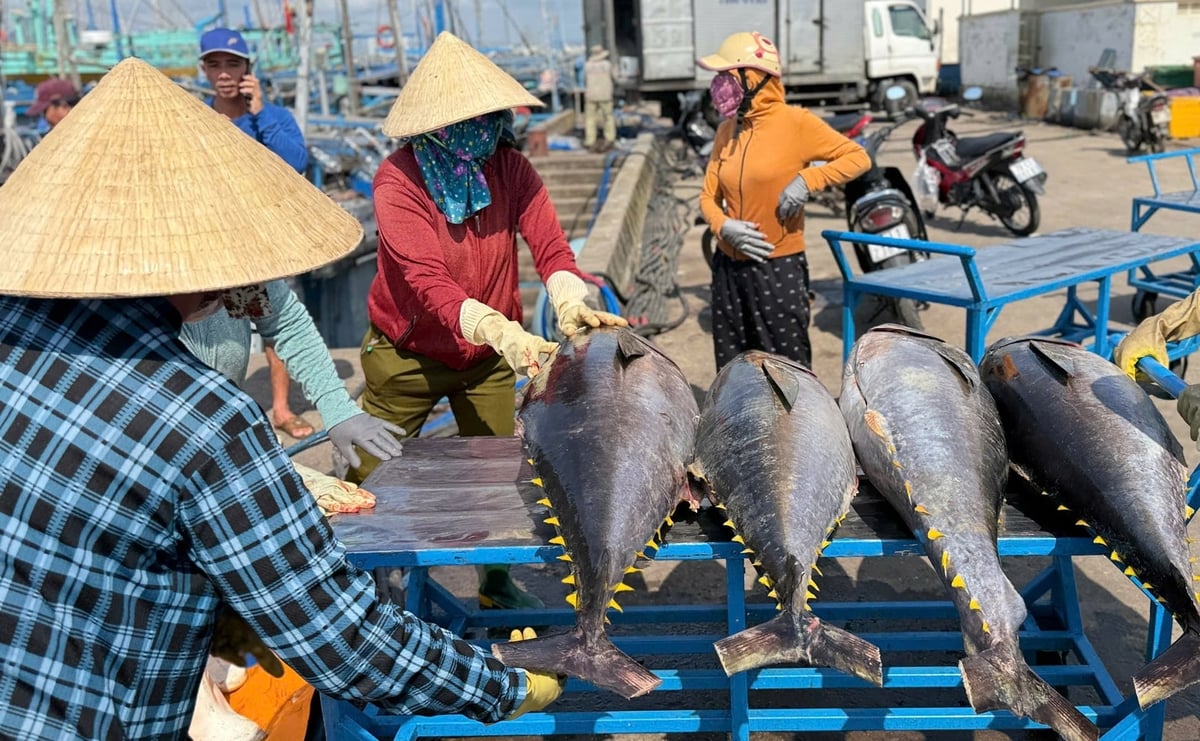 Những con cá ngừ được đưa lên bờ để bán cho doanh nghiệp chở đi tiêu thụ. Ảnh: A.Q.