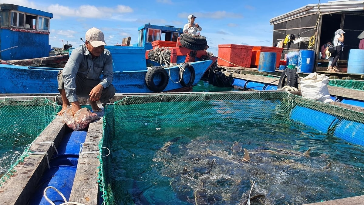 Hiện nay trên địa bàn thành phố có khá nhiều mô hình chuyển đổi nghề đánh bắt hải sản ven bờ sang nuôi hải sản trên biển hiệu quả. Ảnh: L.A.